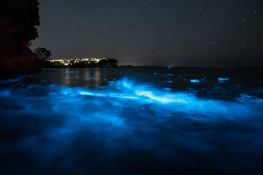 Bioluminescence in Puerto Escondido